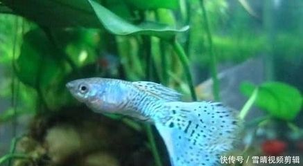 龍魚(yú)好養(yǎng)活嗎為什么，