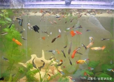 龍魚(yú)好養(yǎng)活嗎為什么，