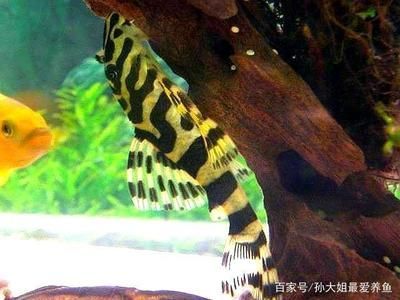 龍魚(yú)好養(yǎng)活嗎為什么，