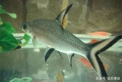 龍魚(yú)好養(yǎng)活嗎為什么，