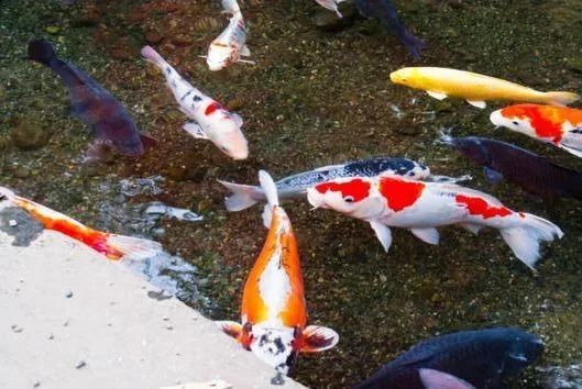 養龍魚魚缸尺寸標準：養龍魚的魚缸尺寸標準