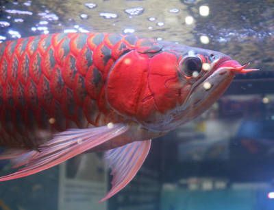 紅龍魚不吃食什么原因造成的（紅龍魚不吃東西是什么原因？）