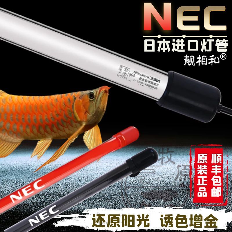 關于龍魚發色的問題：nec燈光對龍魚發色有幫助龍魚發色有幫助嗎