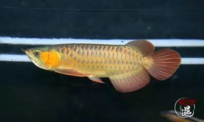 龍魚最好的喂養食物有哪些：龍魚喂養技巧