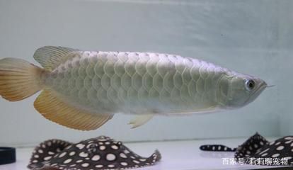 龍魚最好的喂養食物有哪些：龍魚喂養技巧