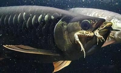 龍魚尸體對其他魚類的影響（龍魚尸體是否適合其他魚類食用取決于多種因素）