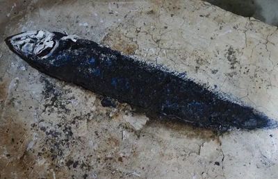 龍魚尸體對其他魚類的影響（龍魚尸體是否適合其他魚類食用取決于多種因素）