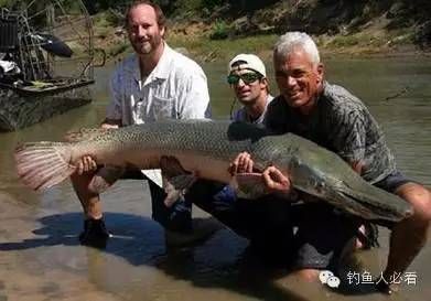 龍魚尸體對其他魚類的影響（龍魚尸體是否適合其他魚類食用取決于多種因素）