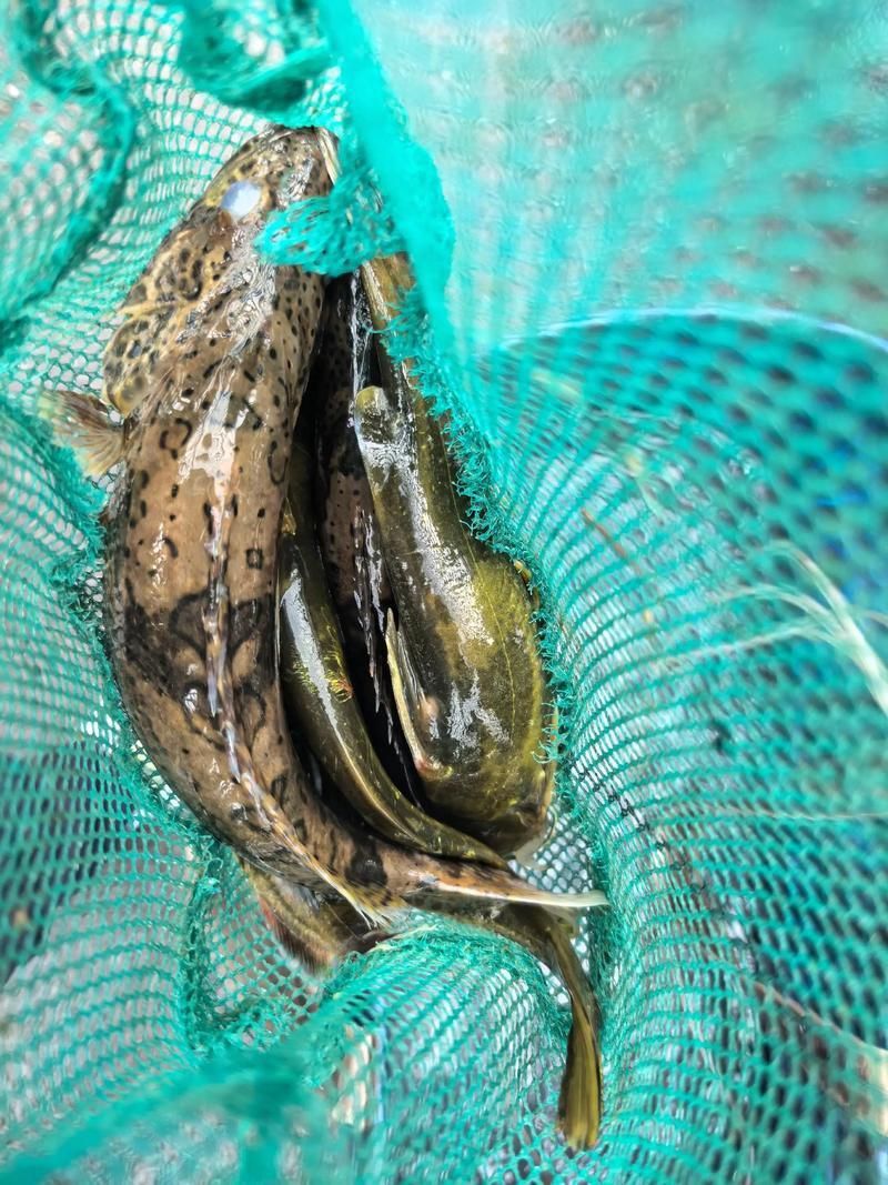 老虎魚圖片