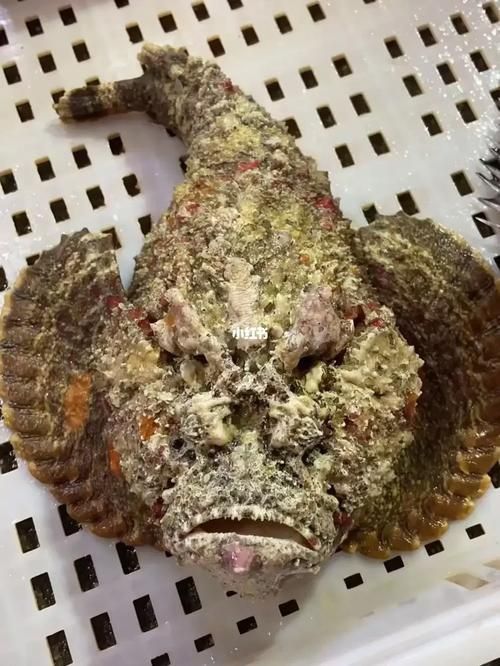 老虎魚圖片