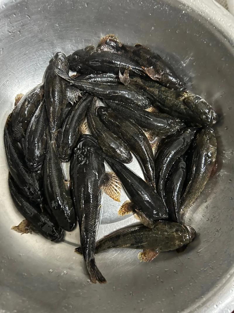 老虎魚圖片