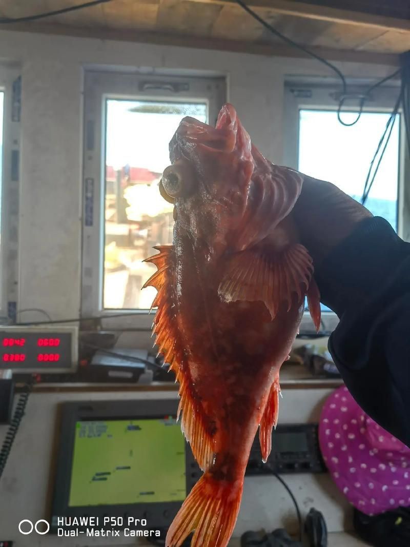 老虎魚圖片