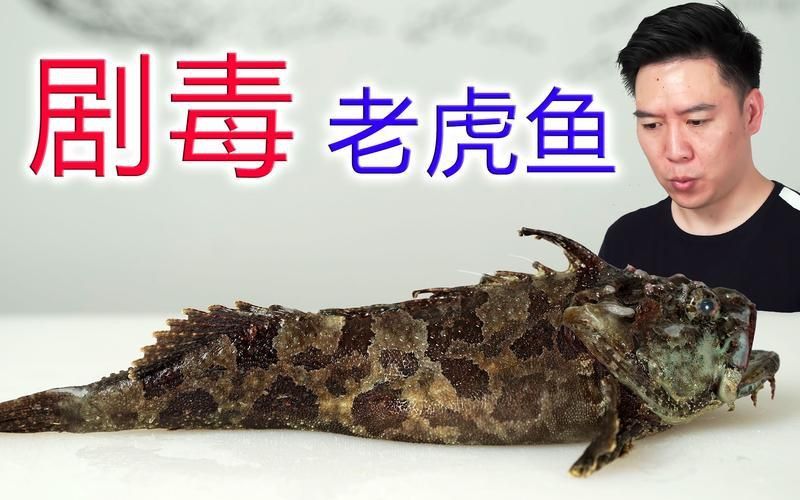 老虎魚圖片