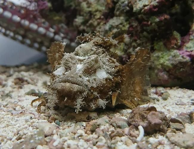 老虎魚圖片
