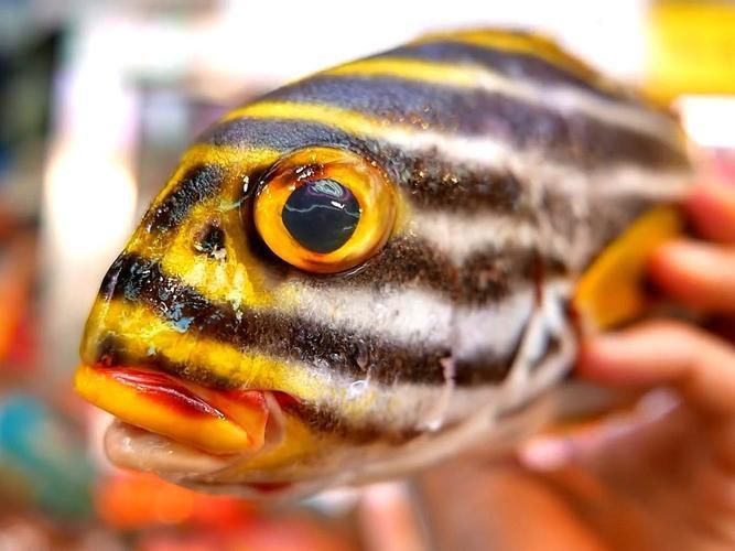 老虎魚圖片