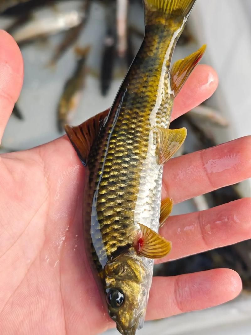 老虎魚圖片