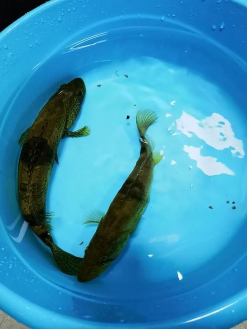老虎魚圖片
