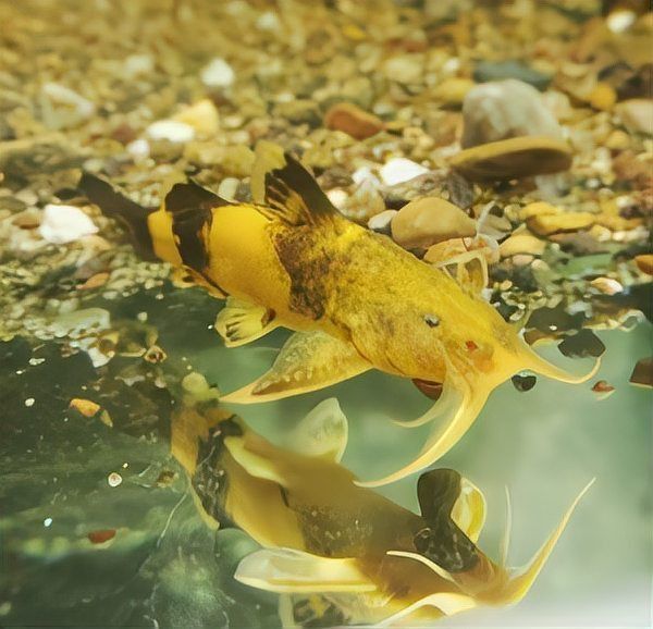 老虎魚圖片