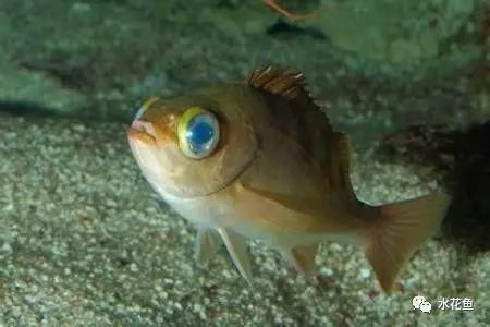 藍帆三間魚疾病早期癥狀，藍帆三間魚早期癥狀包括行動遲緩、行為異常和體表及解剖癥狀