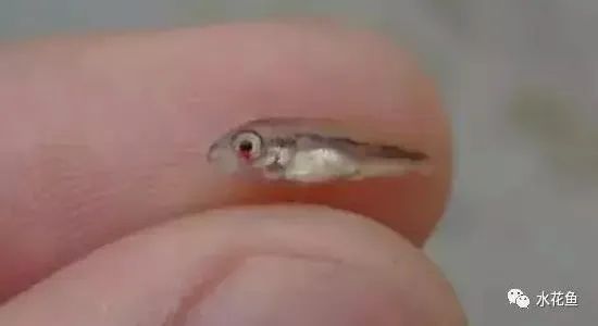 藍帆三間魚疾病早期癥狀，藍帆三間魚早期癥狀包括行動遲緩、行為異常和體表及解剖癥狀