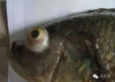 藍帆三間魚疾病早期癥狀，藍帆三間魚早期癥狀包括行動遲緩、行為異常和體表及解剖癥狀