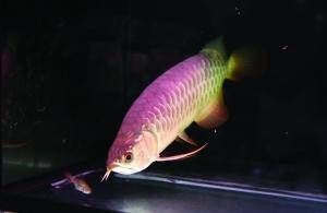 紅龍魚吃掉其他魚：紅龍魚吃掉其他魚怎么辦