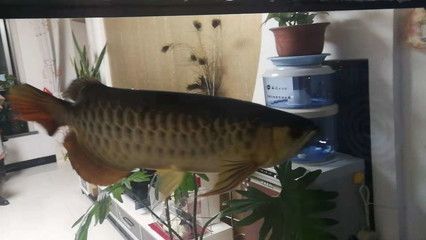 龍魚長度判斷魚齡：如何判斷龍魚的年齡和體長？