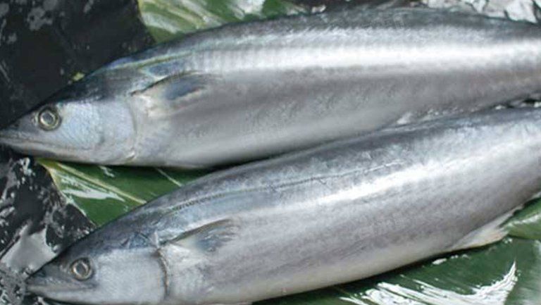 能否提供更多關于鲅魚寄生蟲的信息？