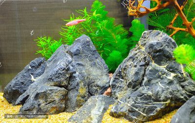 魚缸的布置（魚缸布置技巧）