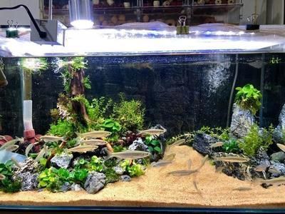 魚缸的布置（魚缸布置技巧）