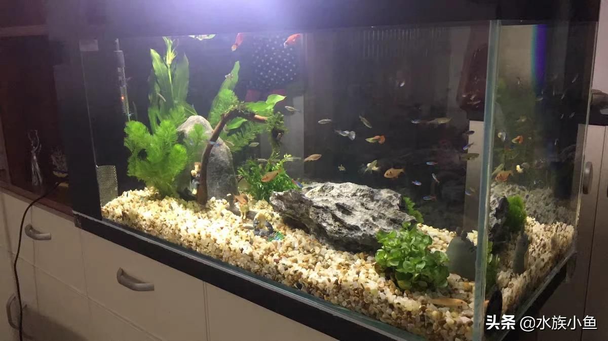魚缸的布置（魚缸布置技巧）