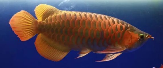 龍魚會缺氧嗎：如何判斷龍魚缺氧