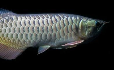 龍魚會缺氧嗎：如何判斷龍魚缺氧
