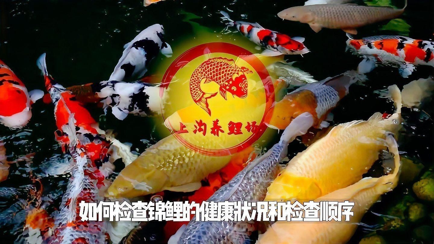 如何判斷龍魚和錦鯉是否健康？