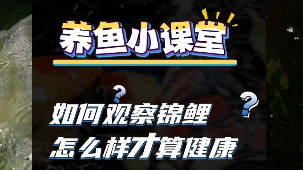 如何判斷龍魚和錦鯉是否健康？