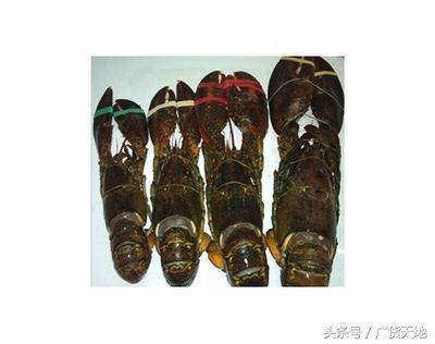 廣州龍魚魚批發市場（廣州龍魚魚批發市場價格）