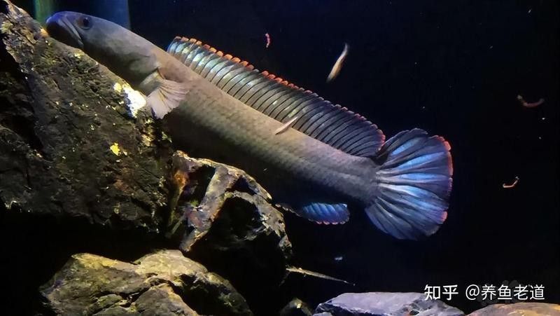 雷龍魚與龍魚混養(yǎng)好嗎