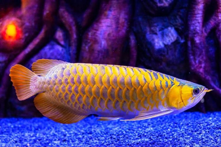 哪里可以找到高清的金龍魚壁紙？