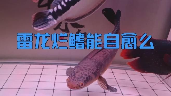 龍魚爛鰭多久能治愈