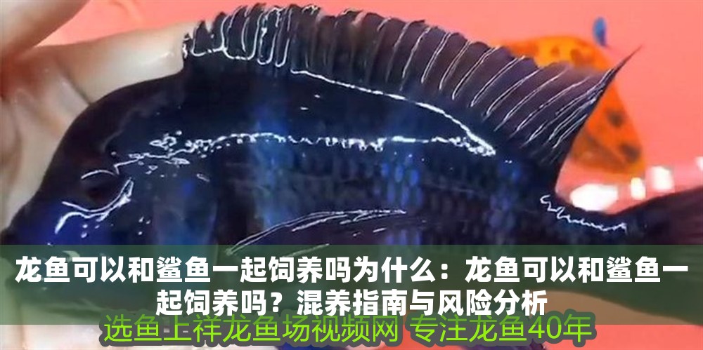 龍魚可以和鯊魚一起飼養嗎為什么：龍魚可以和鯊魚一起飼養嗎？混養指南與風險分析