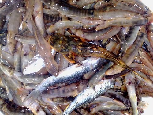 喂龍魚吃的小紅魚怎么養的好：喂龍魚吃的小紅魚怎么養的
