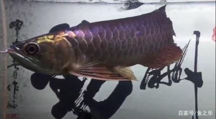 龍魚前面的須一個掉了怎么辦：龍魚前面的須子掉一個，需要及時處理