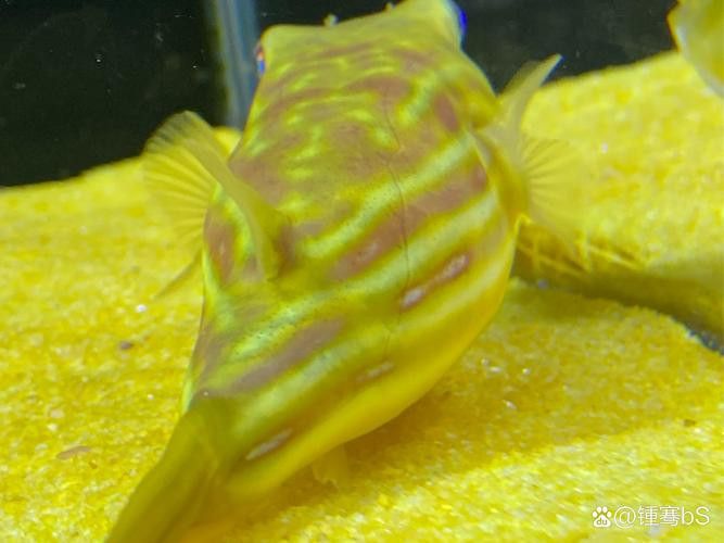 斑馬狗頭可以和恐龍魚混養(yǎng)嗎圖片視頻