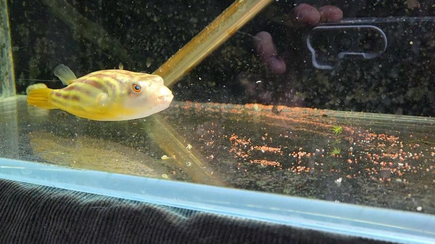 斑馬狗頭可以和恐龍魚混養(yǎng)嗎圖片視頻