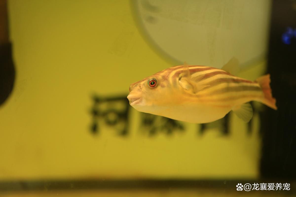 斑馬狗頭可以和恐龍魚混養(yǎng)嗎圖片視頻