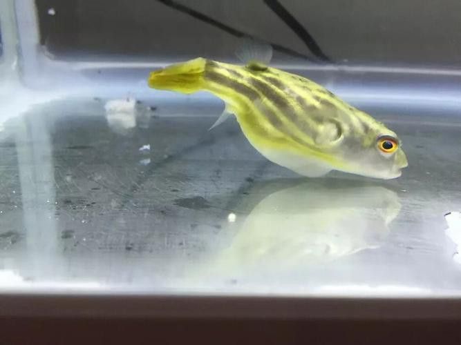 斑馬狗頭可以和恐龍魚混養(yǎng)嗎圖片視頻