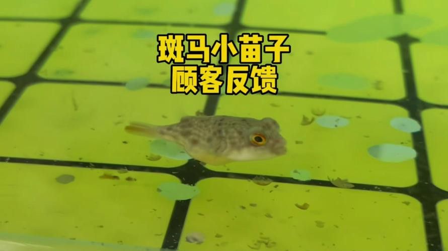 斑馬狗頭可以和恐龍魚混養(yǎng)嗎圖片視頻