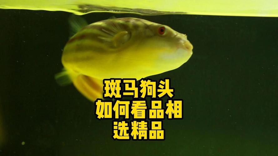 斑馬狗頭可以和恐龍魚混養(yǎng)嗎圖片視頻