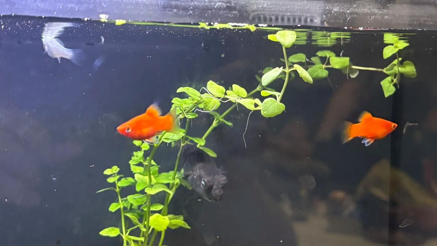 斑馬狗頭可以和恐龍魚混養(yǎng)嗎圖片視頻