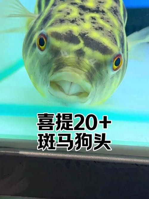 斑馬狗頭可以和恐龍魚混養(yǎng)嗎圖片視頻